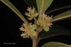 Litsea quinqueflora